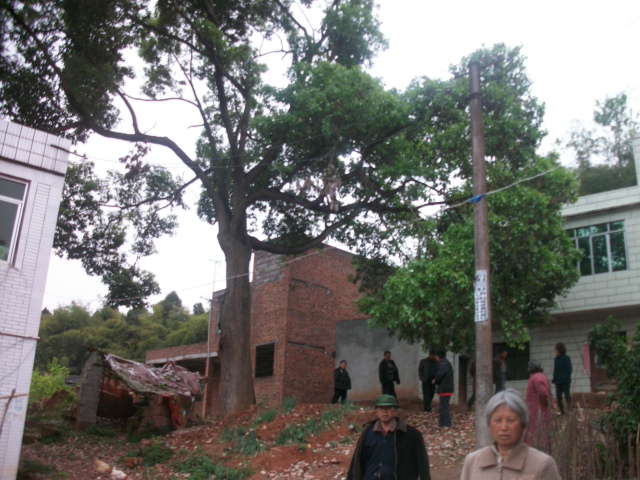 300岁香樟树.JPG