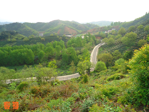 茶叶6_副本.jpg