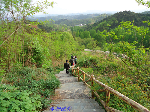 茶叶7_副本.jpg