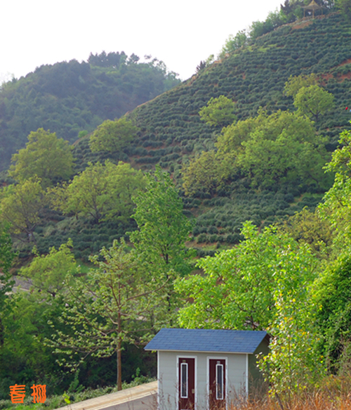 茶叶8_副本.jpg