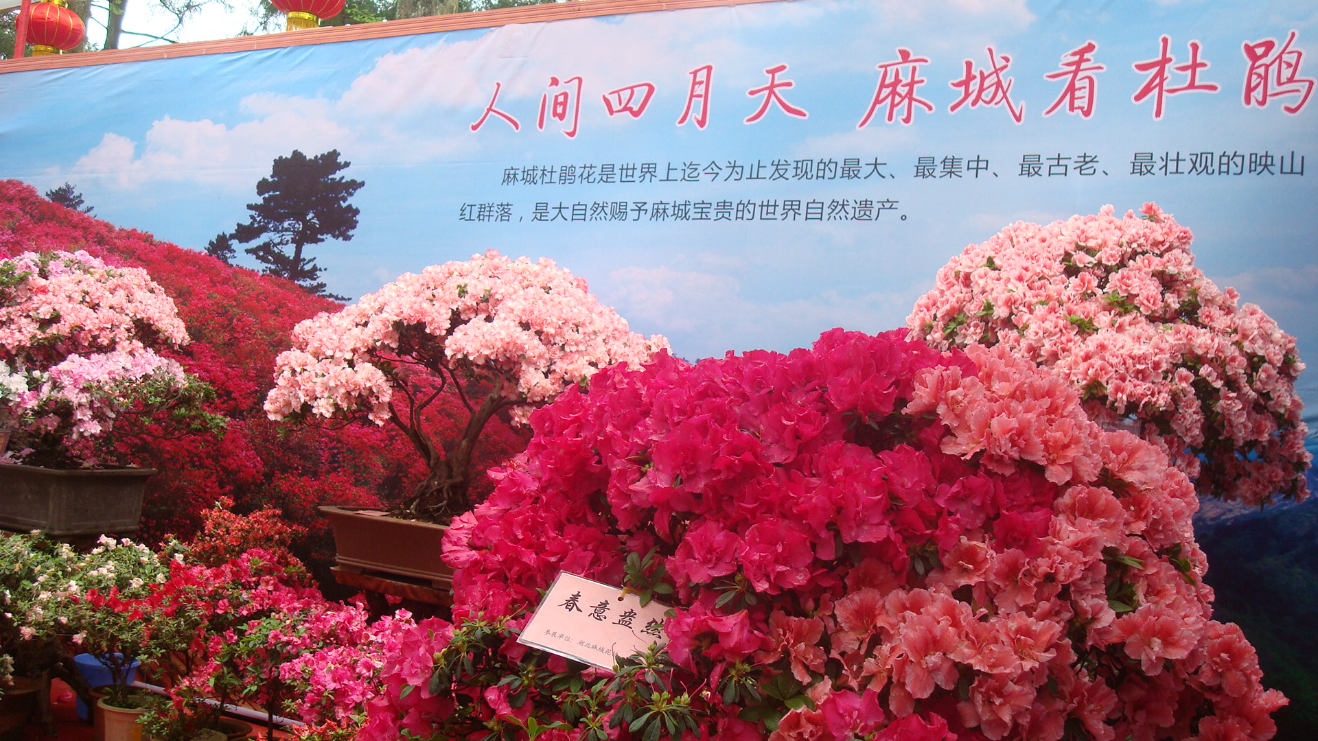DSC01419.JPG