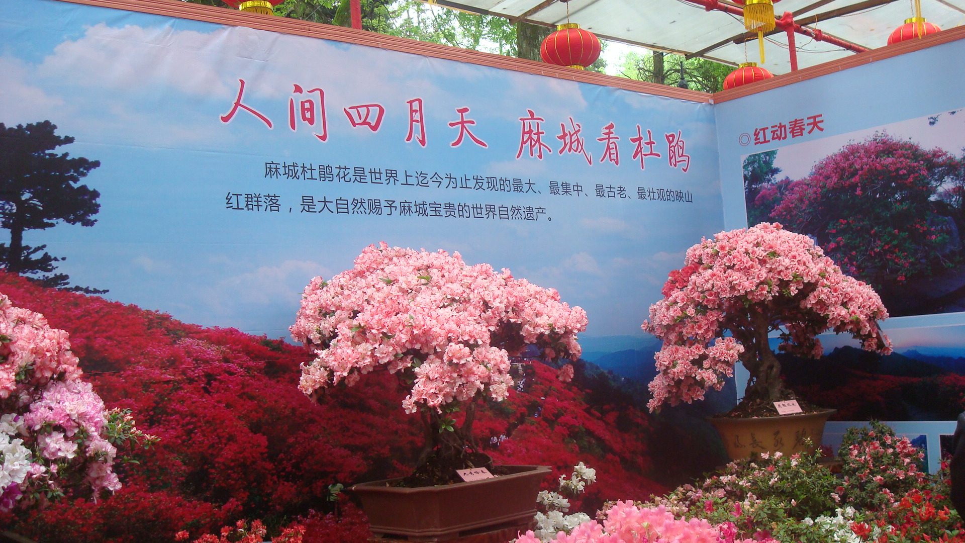 DSC01246.JPG