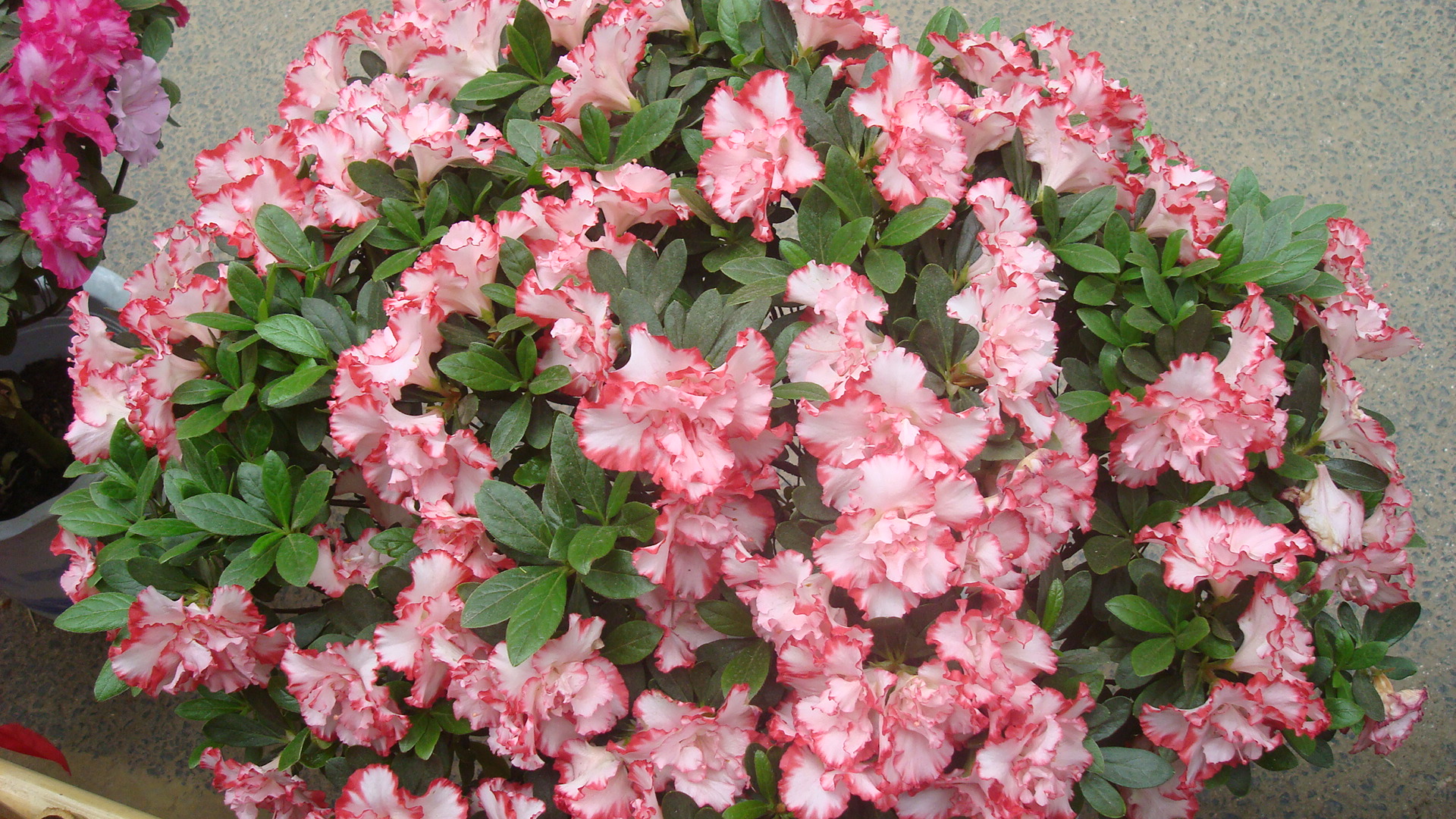 DSC01480.JPG