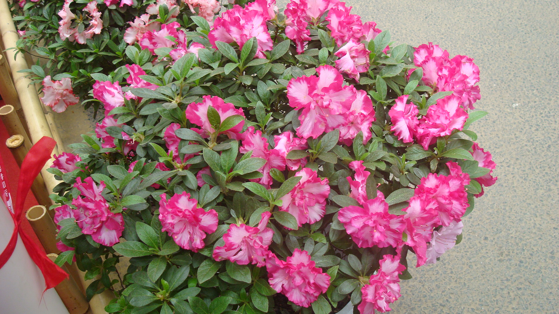 DSC01481.JPG