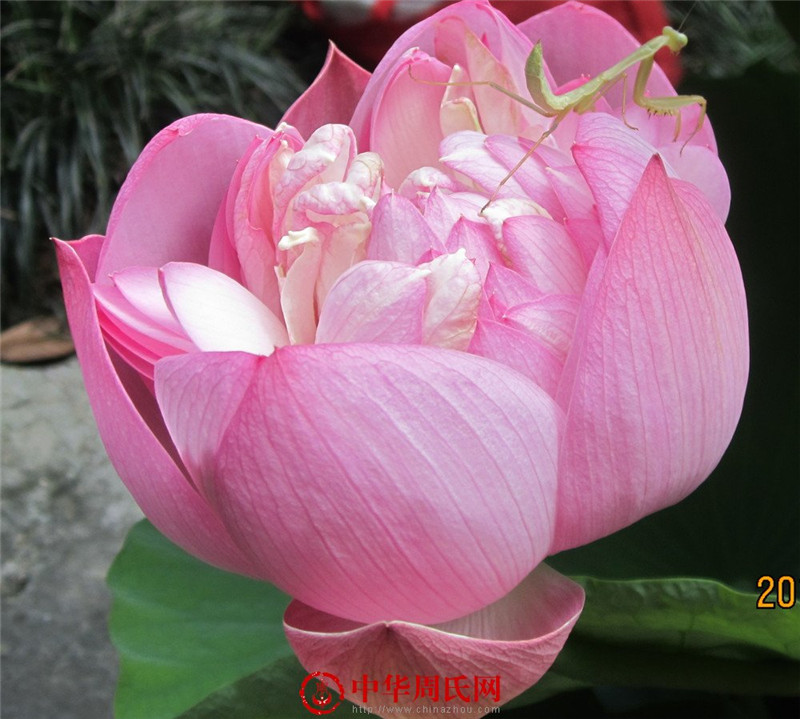莲花01.jpg