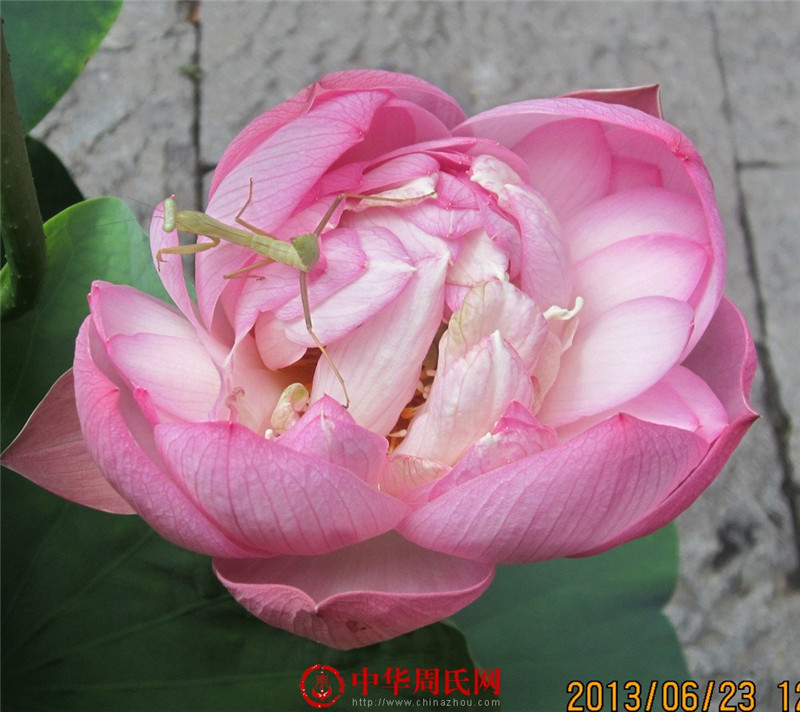 莲花03.jpg