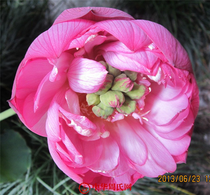 莲花05.jpg