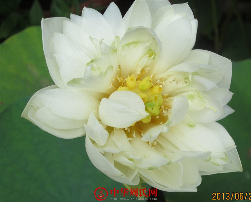 莲花08.jpg