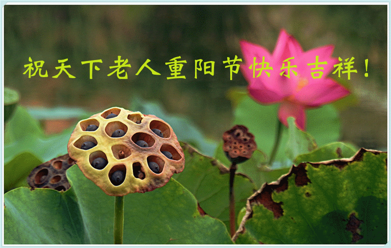 P9192294_副本.gif