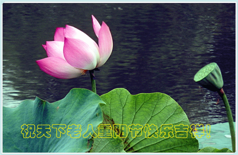 P9192298_副本.gif