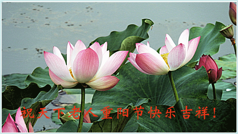 P9122211_副本.gif