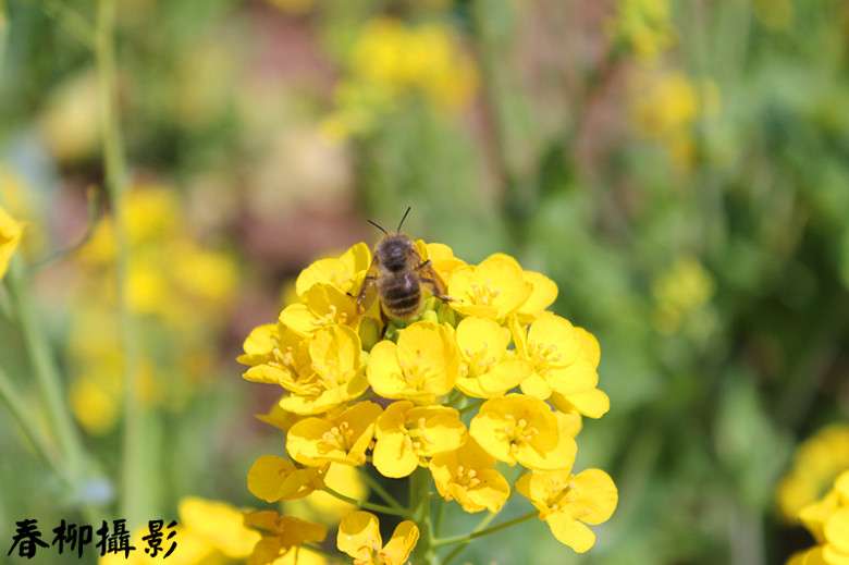 IMG_1601_副本9.jpg
