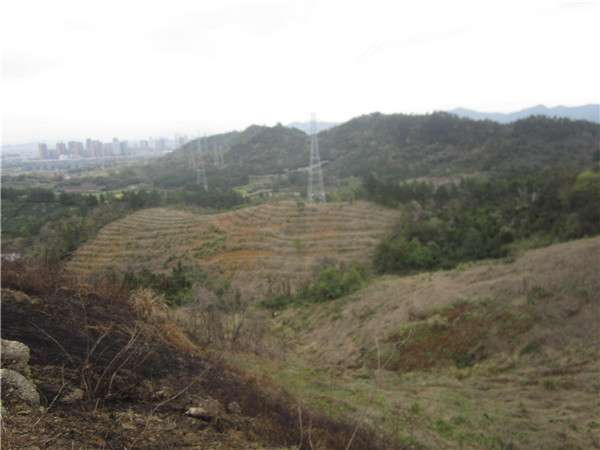 猪头山大火01.jpg