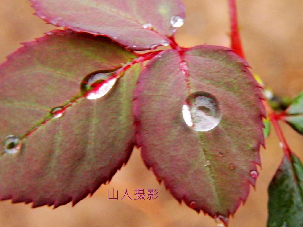 DSCN9710.JPG
