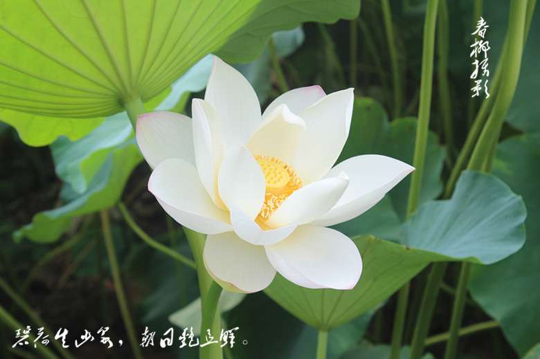 IMG_2172_副本.jpg