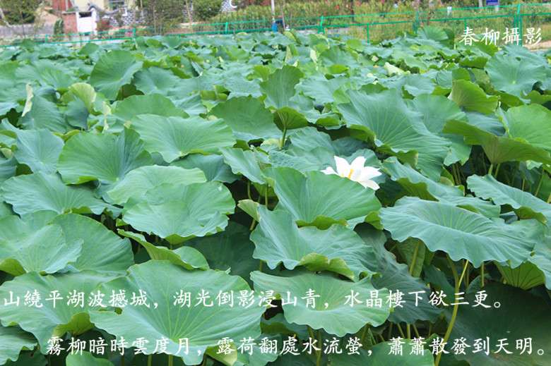 IMG_2180_副本.jpg