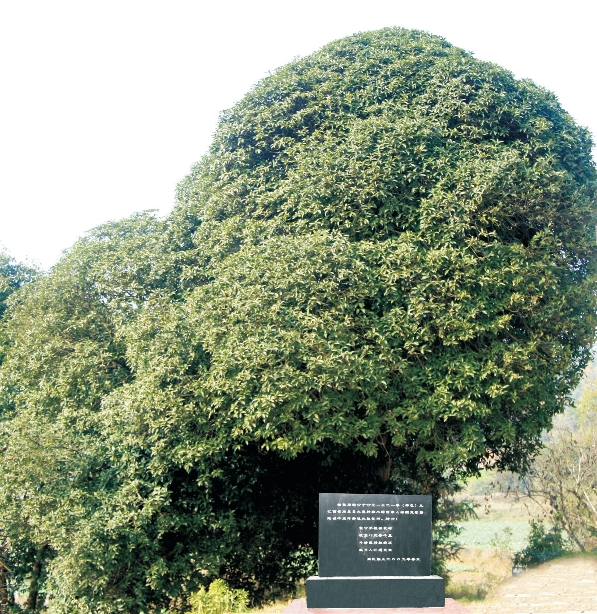 桂花树2.jpg