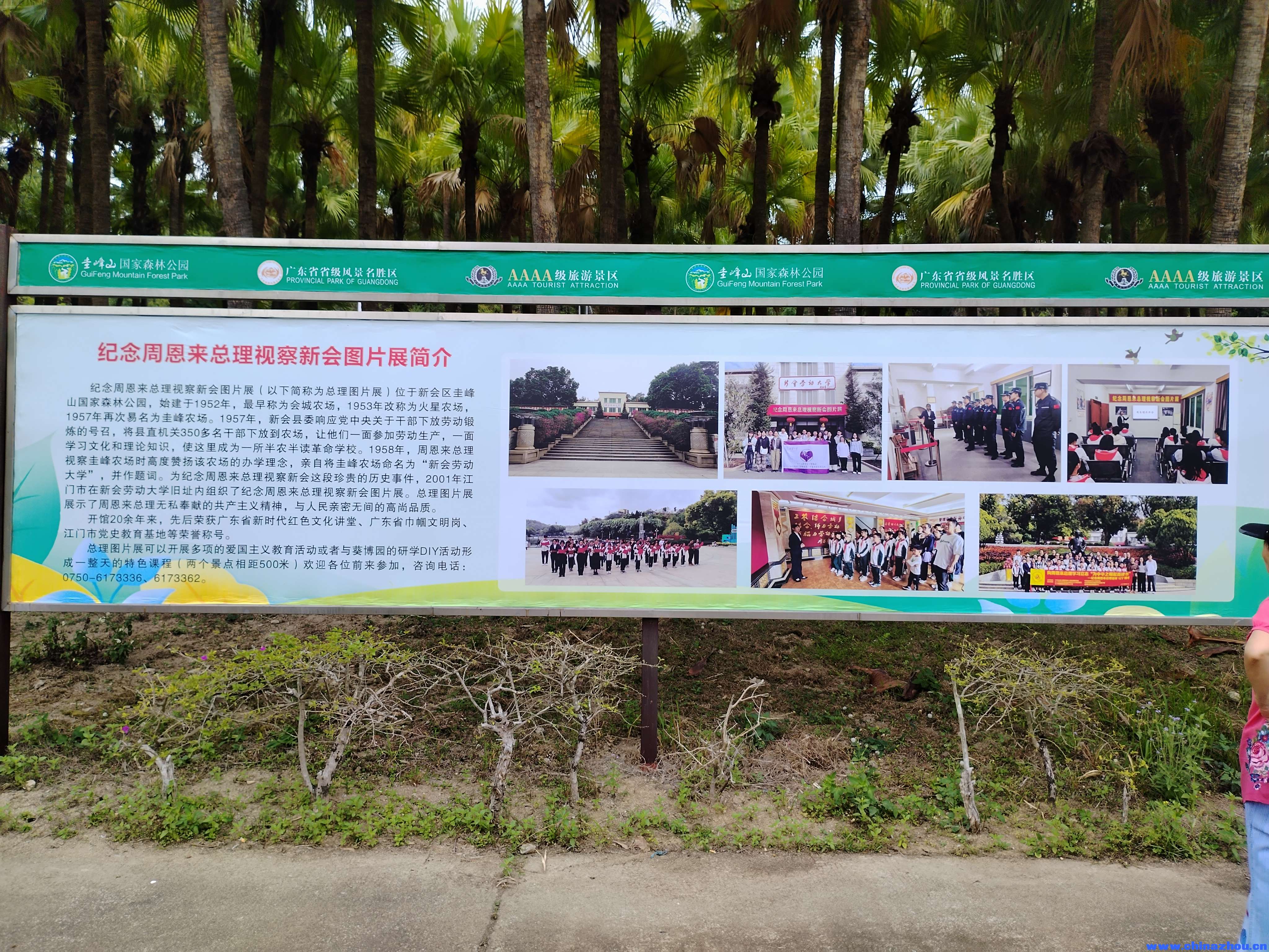 新会葵扇的历史