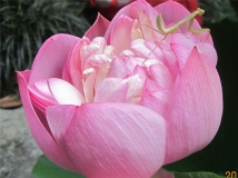 莲花